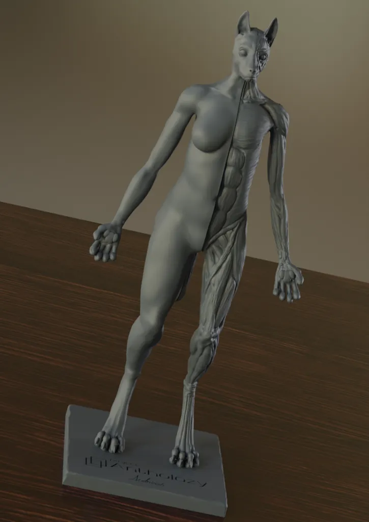 Half écorché 3D rendering